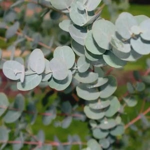 Argyle Apple Eucalyptus, Silver Dollar Tree, Eucalyptus Cinerea, 20 Seeds Combined shipping