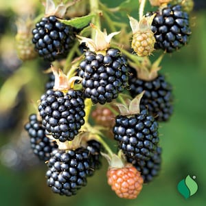 May include: Close-up of a cluster of ripe blackberries on a branch. The berries are a deep, shiny black, with some still developing and showing green and orange hues. The background is a soft green, suggesting a natural setting.