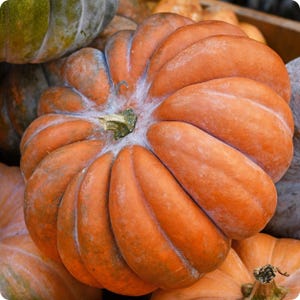 Puede incluir: Primer plano de una calabaza grande y naranja con una textura acanalada. La calabaza tiene un tallo verde y un revestimiento blanco y polvoriento alrededor del tallo. Otras calabazas son visibles en el fondo, creando un tema de cosecha de temporada.