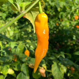 May include: A single, elongated yellow-orange pepper hangs from a green stem, set against a backdrop of green foliage. The pepper has a smooth, glossy surface and tapers to a point. The pepper is a vibrant, natural color.