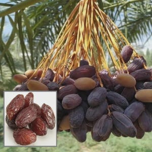 Medjool date palm seeds Combined shipping