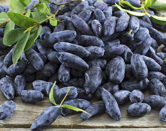 SAMEN Honigbeere, blau Samen der Haskap Geißblattbeere. Kombiversand möglich