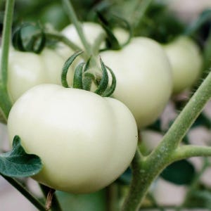 Könnte beinhalten: Nahaufnahme von mehreren unreifen grünen Tomaten an der Rebe. Die Tomaten sind rund mit einer leicht gerippten Textur und sind an grünen Stielen mit kleinen Blättern befestigt. Das Bild ist gut beleuchtet und hebt das frische Produkt hervor.