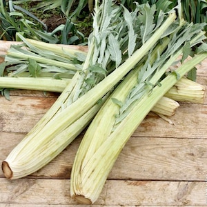 Puede incluir: Primer plano de varios tallos de alcachofa fresca con hojas verdes, colocados sobre una superficie de madera. Los tallos son de color verde pálido con una textura acanalada, y las hojas son de un verde más oscuro. La imagen destaca los detalles de la verdura.