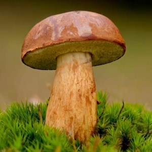 May include: A single mushroom with a smooth, rounded, reddish-brown cap and a thick, light tan stalk. The underside of the cap is a pale yellowish-green color. The mushroom is positioned upright, emerging from a dense patch of vibrant green moss.