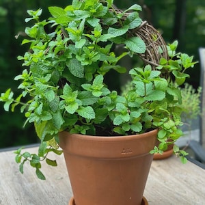 care for heather plant Mexican Heather