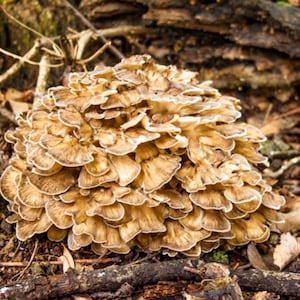 May include: A large, clustered Maitake mushroom featuring numerous overlapping, fan-shaped caps in shades of tan, light brown, and cream. The fungus displays a dense, ruffled texture with darker brown edges on each individual cap, forming a complex, multi-layered structure that grows outward from a central base.