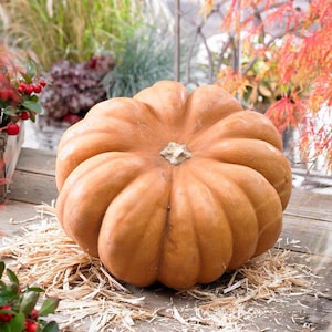 Musky Gourd pumpkin heirloom seeds Combined shipping
