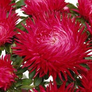 SEEDS Jewel Granat China aster, Callistephus chinensis 0.2g Seeds - Combined shipping