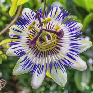 Passiflora caerulea seeds