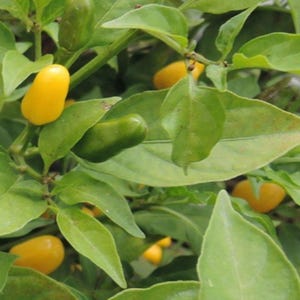 May include: Close-up of a pepper plant with green leaves and small, yellow and green peppers. The peppers are oblong in shape and grow upwards. The plant is in focus, with a blurred background of more leaves and peppers.