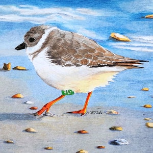 Bird Art Note Card set shorebirds oystercatcher plover plus envelopes pack of 10 image 5