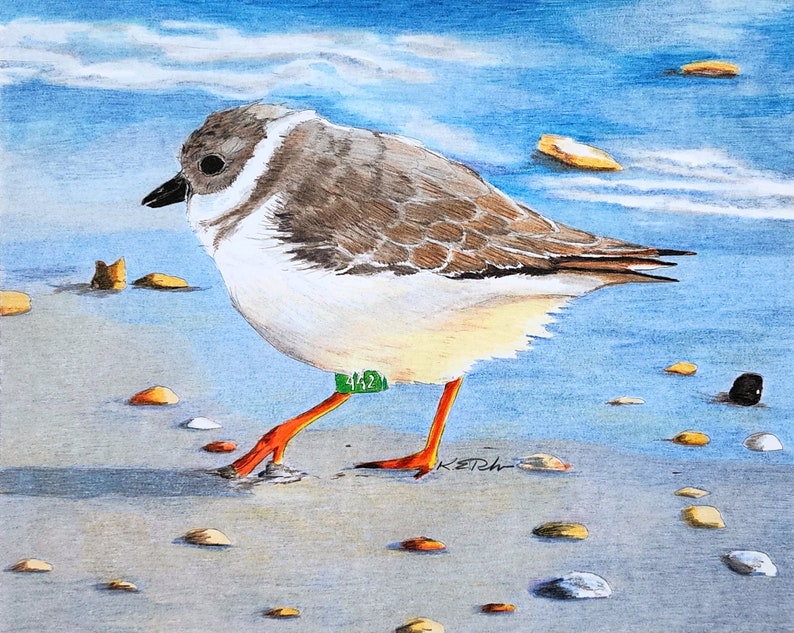 Bird Art Note Card set shorebirds oystercatcher plover plus envelopes pack of 10 image 5