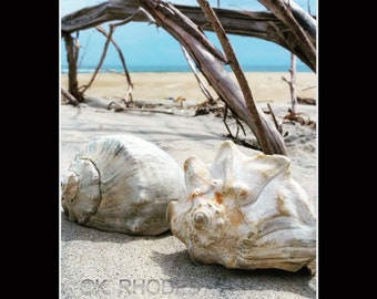 Whelk Shells and Driftwood Photographic Print matted in black North Carolina