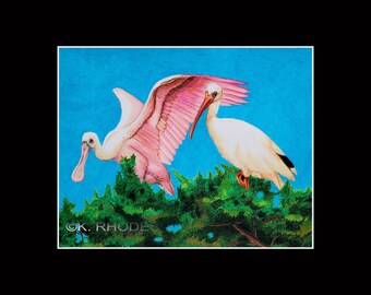 11x14 Roseate Spoonbill and Ibis Matted and signed Print Ocracoke North Carolina