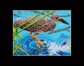 11x14 Juvenile Night Crowned Heron Matted and signed Print Ocracoke North Carolina