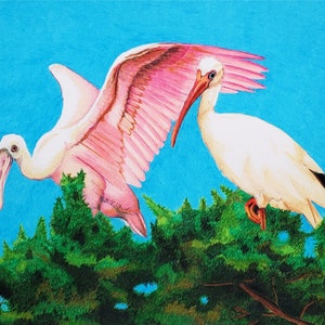 Bird Art Note Card set Herons Ibis and Spoonbill plus envelopes pack of 10 image 8
