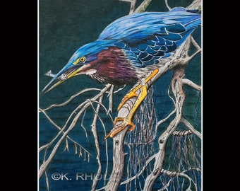 11x14 Green Heron Matted and signed Print Ocracoke North Carolina