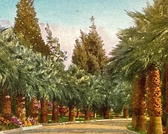 California Palm Tree Lined Street Vintage Postcard