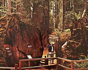 Redwood Highway, California CA - Richardson Grove State Park Vintage Postcard