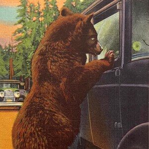 Yellowstone National Park, Hold Up Bear, Wyoming WY Vintage Postcard