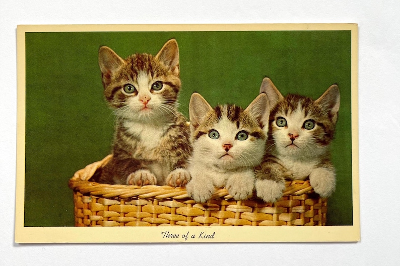 May include: Three tabby kittens sit in a wicker basket against a green background. The kittens are looking at the camera. The caption "Three of a Kind" is printed below the basket.