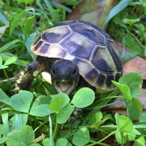 May include: A small tortoise with a dark, patterned shell and a smiling face, surrounded by green grass and clover. The tortoise's shell has a mix of dark and light brown colors.
