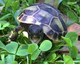 Tortoise Grazing Grassland Seed Mix