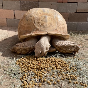 Tortoise Diet Pellets 5 lbs