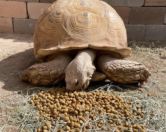 Tortoise Diet Pellets 1 1b
