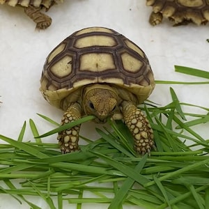 Fast Growing Tortoise Grass Seeds (Red Wheatgrass)