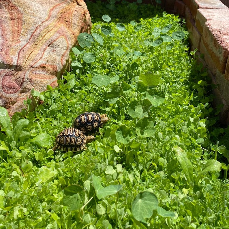 May include: Two small tortoises with black and yellow patterned shells walk on a bed of green leafy plants.