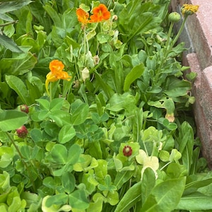 May include: A close-up of a patch of green clover with orange flowers blooming in the background.