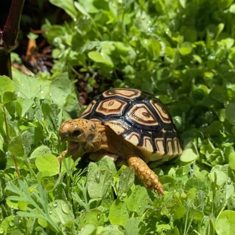 May include: A small, black and white patterned tortoise with a yellow shell is sitting in green grass.