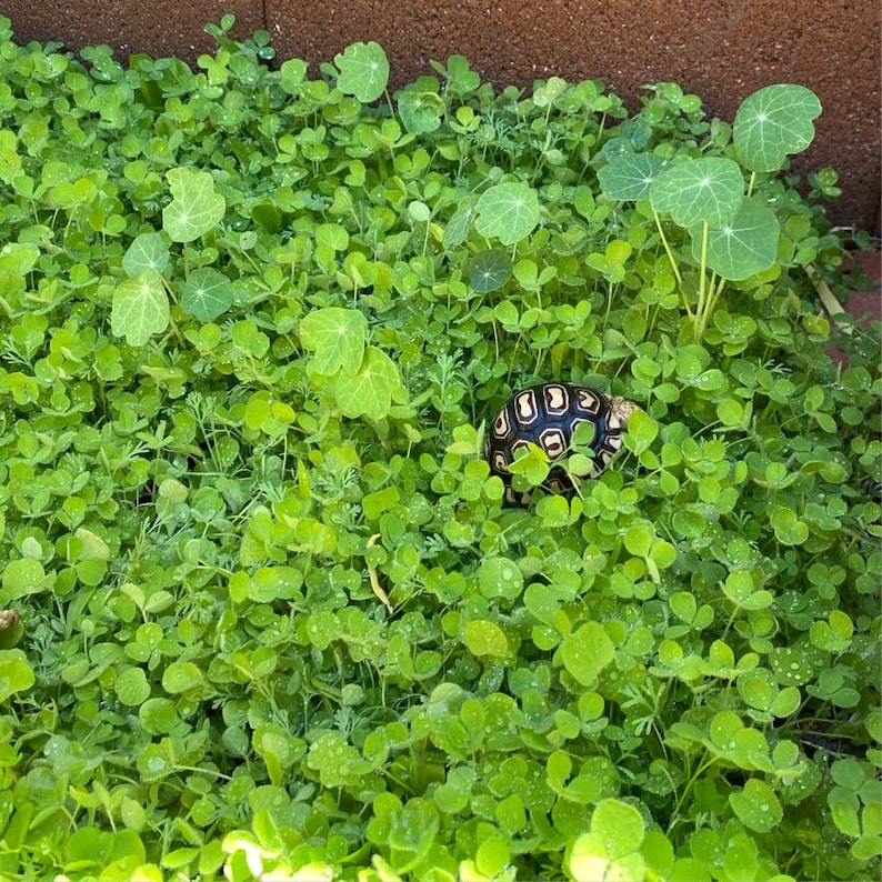 May include: A small tortoise with a black and yellow shell is camouflaged in a bed of green clover.