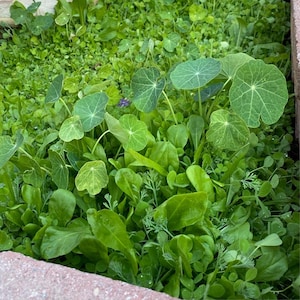May include: A close-up of a variety of green leafy plants growing in a garden bed. The plants are lush and healthy, with vibrant green leaves.