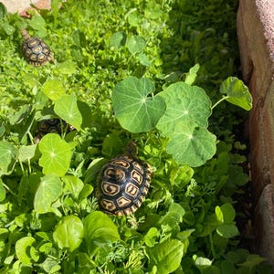 May include: Two small tortoises with black and yellow patterned shells are walking through a patch of green leafy plants.