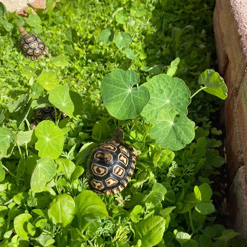 May include: Two small tortoises with black and yellow patterned shells are walking through a patch of green leafy plants.
