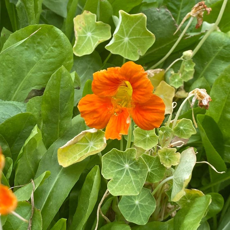 May include: A single orange nasturtium flower blooms in a bed of green leaves. The flower has five petals and a yellow center.
