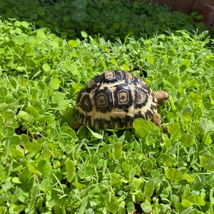 May include: A black and white patterned tortoise shell with a brown head and legs is walking through green grass.