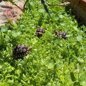 May include: Three small tortoises with black and yellow patterned shells are walking on a bed of green grass.