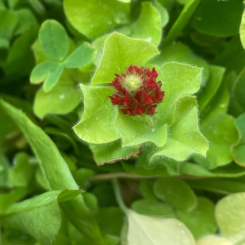 May include: A close-up of a red clover flower bud surrounded by green leaves.