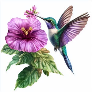 Kolibri Colibri Blumen Clipart, 12 hochwertige Designs, Wildtiere, Natur, Digitaldrucke, kommerzielle Nutzung