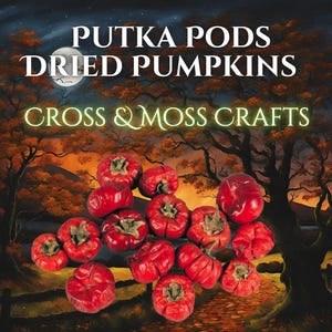 May include: Dried red pumpkins, also known as putka pods, arranged on a path in a woodland setting. The image includes the text "Putka Pods Dried Pumpkins Cross & Moss Crafts".