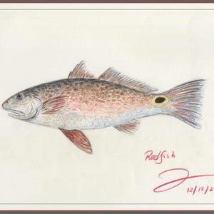 Limited Edition Redfish Art Print – Coastal Wall Decor, Fly Fishing Gift for Anglers, Redfish Illustration