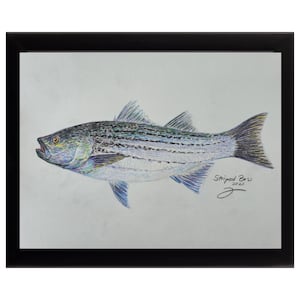 Striped Bass Watercolor Print – Limited Edition Fly Fishing Art