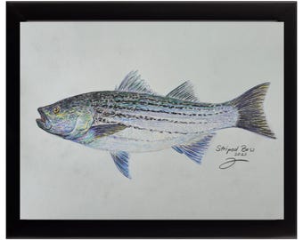Impresión de acuarela de lubina rayada: arte de pesca con mosca de edición limitada