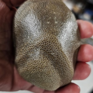 Natural Charlevoix 1 lb 1.5 ounce.  No. 119.