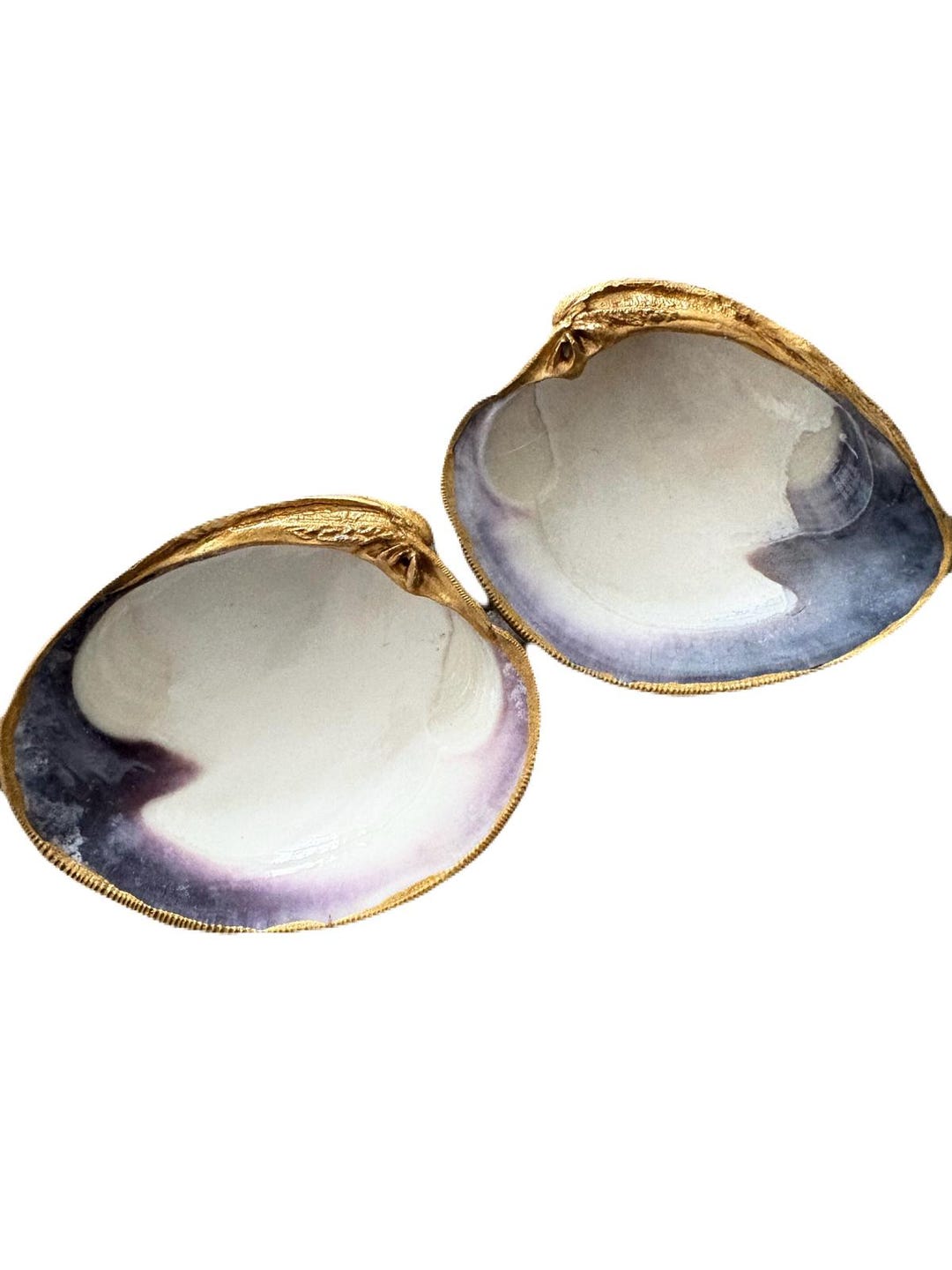 Pair of Quahog Clam Shell Ring Dishes - Etsy