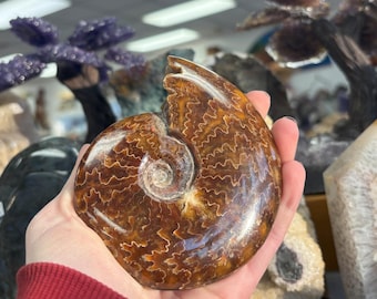 Ammonite Fossil - Madagascar 4 inch Ammonite - Calcified